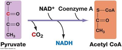 Pyruvate to Acetyl CoA reaction