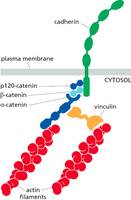 Cadherin-catenin-actin linkage diagram