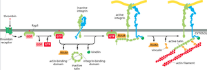 Intracellular signaling activates integrins diagram
