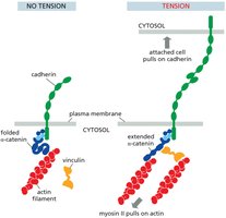 Mechanotransduction at cell junctions under tension