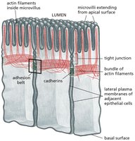 Adherens junctions in small intestine epithelial cells