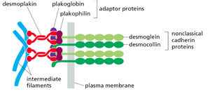 Desmosome structure diagram