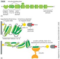 Talin unfolding and vinculin binding under tension