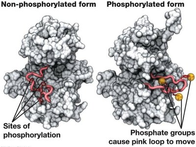 Protein phosphorylation: non-phosphorylated vs phosphorylated form