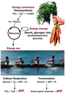 Overview of energy conversion, storage, and use in cells