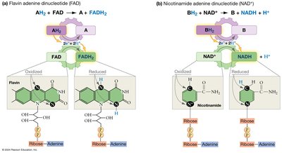 Structures of NAD and FAD in oxidized and reduced forms