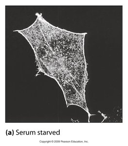 Serum starved cell showing cytoskeletal network