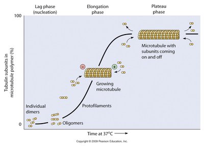 Kinetics of microtubule assembly