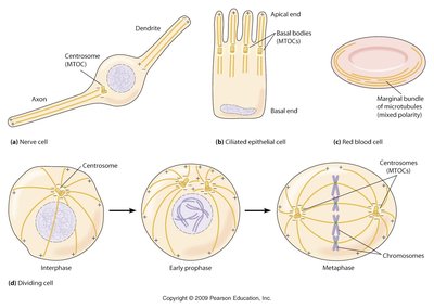Microtubule polarity and cell shape