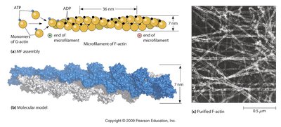 Microfilament structure and purified F-actin