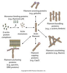 Actin-binding proteins and their functions