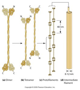 Intermediate filament assembly