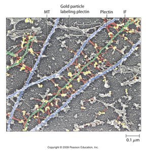 Classes of intermediate filaments