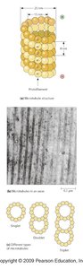 Microtubule structure and singlet, doublet, triplet organization