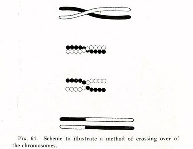 Scheme to illustrate a method of crossing over of the chromosomes