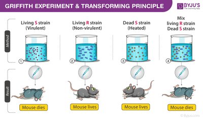 Griffith experiment and transforming principle