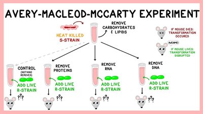 Avery-McLeod-McCarty experiment diagram