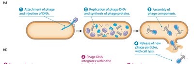 Bacteriophage structure