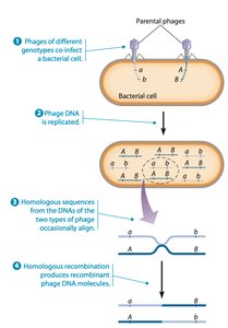 Phage recombination process