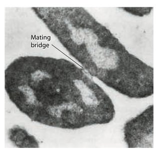 Bacterial conjugation mating bridge