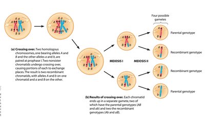Diagram of crossing over and recombination during meiosis