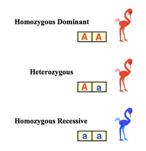 Homozygous dominant, heterozygous, and homozygous recessive genotypes