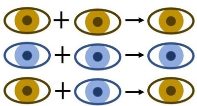 Eye color inheritance example