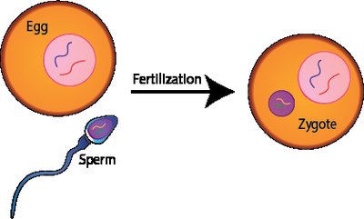 Egg and sperm fertilization forming a zygote