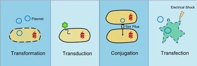 Transformation, transduction, conjugation, and transfection mechanisms