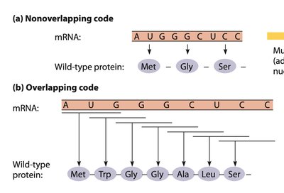 Nonoverlapping vs overlapping genetic code
