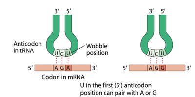 Wobble base pairing in tRNA and mRNA