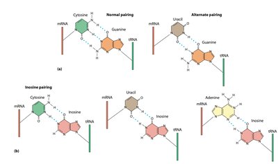 Inosine and alternate base pairing in tRNA
