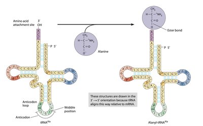 Aminoacyl-tRNA synthetase mechanism