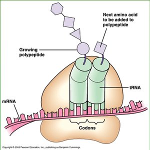 Diagram of translation showing mRNA, tRNA, and growing polypeptide chain