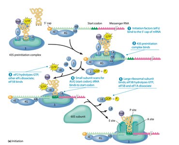 Eukaryotic translation initiation complex
