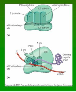 Diagram of ribosome showing A, P, E sites and mRNA binding site