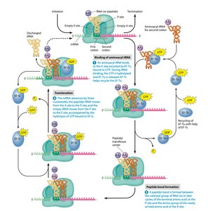 Elongation cycle in translation