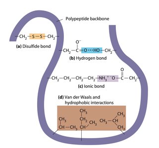 Molecular chaperones assisting protein folding