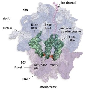 Interior view of ribosome showing tRNA and mRNA positions