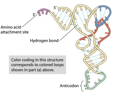 tRNA structure showing anticodon and amino acid attachment site
