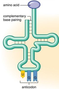 tRNA cloverleaf structure with amino acid and anticodon