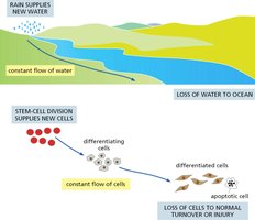 Diagram comparing water flow to stem cell-driven cell renewal