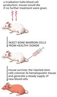 Hematopoietic stem cell transplantation in mice