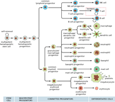 Hematopoietic cell differentiation pathways
