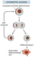 Stem cell niche and signaling