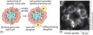 Symmetric stem cell division