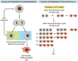 Environmental and stochastic stem cell fate determination