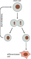 Stem cell division and self-renewal