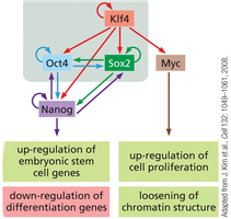 Timeline of iPS cell reprogramming