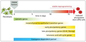 Reprogramming fibroblasts into iPS cells